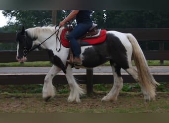 Tinker, Merrie, 10 Jaar, 142 cm, Gevlekt-paard