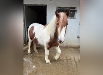 Tinker, Merrie, 10 Jaar, 143 cm, Gevlekt-paard