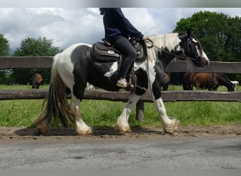 Tinker, Merrie, 10 Jaar, 143 cm, Gevlekt-paard