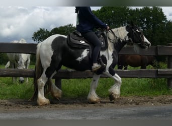 Tinker, Merrie, 10 Jaar, 143 cm, Gevlekt-paard