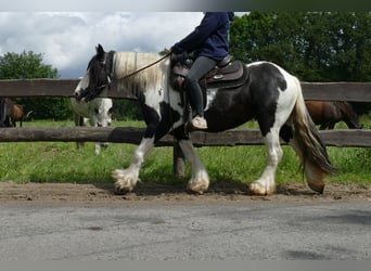 Tinker, Merrie, 10 Jaar, 143 cm, Gevlekt-paard