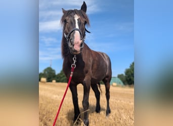 Tinker Mix, Merrie, 10 Jaar, 148 cm, Donkerbruin