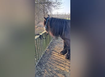 Tinker, Merrie, 10 Jaar, 148 cm, Zwart