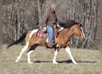 Tinker, Merrie, 10 Jaar, 150 cm, Falbe