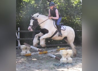 Tinker, Merrie, 10 Jaar, 153 cm