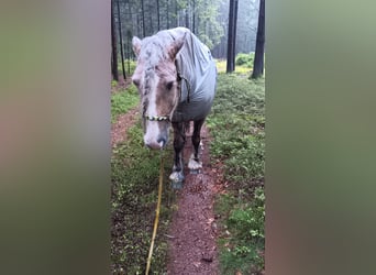 Tinker, Merrie, 10 Jaar, 158 cm, Palomino