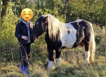 Tinker, Merrie, 10 Jaar, Gevlekt-paard