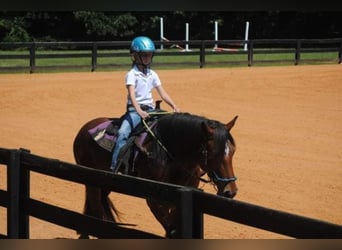 Tinker, Merrie, 10 Jaar, Roodbruin