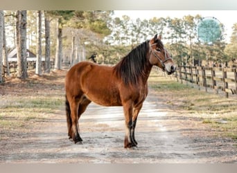 Tinker, Merrie, 10 Jaar, Roodbruin
