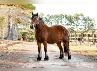Tinker, Merrie, 10 Jaar, Roodbruin