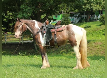 Tinker, Merrie, 10 Jaar, Tobiano-alle-kleuren