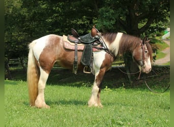Tinker, Merrie, 10 Jaar, Tobiano-alle-kleuren