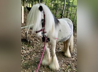 Tinker, Merrie, 11 Jaar, 120 cm, Gevlekt-paard