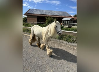 Tinker, Merrie, 11 Jaar, 125 cm, Schimmel