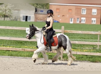 Tinker, Merrie, 11 Jaar, 127 cm, Gevlekt-paard