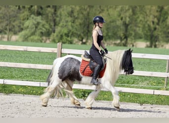 Tinker, Merrie, 11 Jaar, 127 cm, Gevlekt-paard