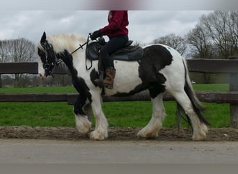 Tinker, Merrie, 11 Jaar, 133 cm, Gevlekt-paard