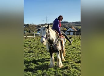 Tinker, Merrie, 11 Jaar, 140 cm, Gevlekt-paard