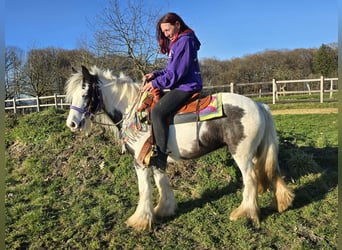 Tinker, Merrie, 11 Jaar, 140 cm, Gevlekt-paard