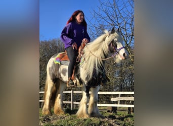 Tinker, Merrie, 11 Jaar, 140 cm, Gevlekt-paard