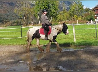 Tinker, Merrie, 11 Jaar, 140 cm, Gevlekt-paard