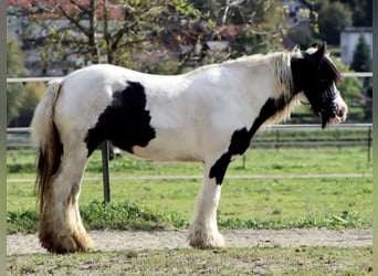 Tinker, Merrie, 11 Jaar, 140 cm, Gevlekt-paard