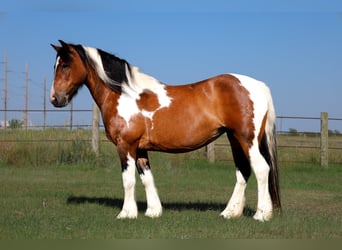 Tinker Mix, Merrie, 11 Jaar, 142 cm, Gevlekt-paard