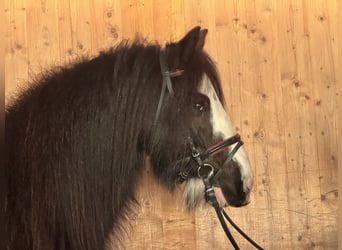 Tinker, Merrie, 11 Jaar, 142 cm, Zwart