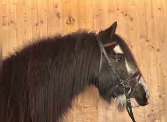 Tinker, Merrie, 11 Jaar, 142 cm, Zwart