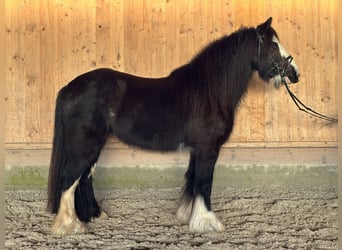 Tinker, Merrie, 11 Jaar, 142 cm, Zwart
