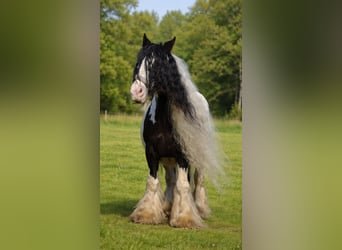 Tinker, Merrie, 11 Jaar, 143 cm, Gevlekt-paard