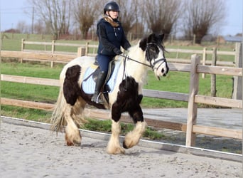 Tinker, Merrie, 11 Jaar, 145 cm, Gevlekt-paard