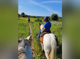 Tinker, Merrie, 11 Jaar, 145 cm, Gevlekt-paard