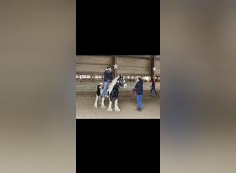 Tinker, Merrie, 11 Jaar, 145 cm, Gevlekt-paard