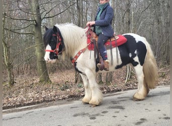 Tinker, Merrie, 11 Jaar, 146 cm, Gevlekt-paard