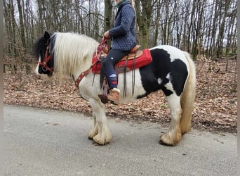 Tinker, Merrie, 11 Jaar, 146 cm, Gevlekt-paard