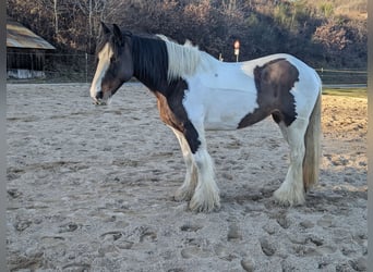 Tinker, Merrie, 11 Jaar, 148 cm, Gevlekt-paard