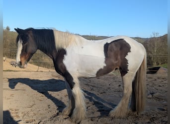 Tinker, Merrie, 11 Jaar, 148 cm, Gevlekt-paard