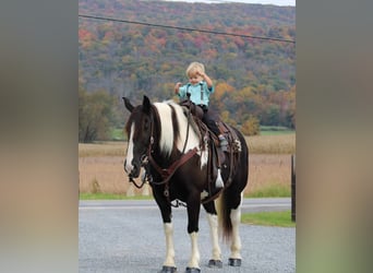 Tinker Mix, Merrie, 11 Jaar, 150 cm, Gevlekt-paard