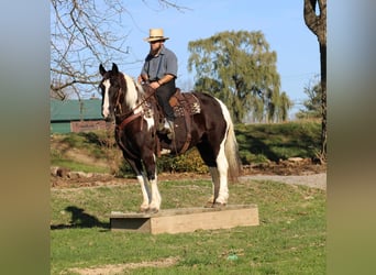 Tinker Mix, Merrie, 11 Jaar, 150 cm, Gevlekt-paard