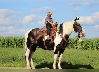 Tinker Mix, Merrie, 11 Jaar, 170 cm, Gevlekt-paard