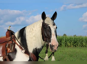 Tinker Mix, Merrie, 11 Jaar, 170 cm, Gevlekt-paard