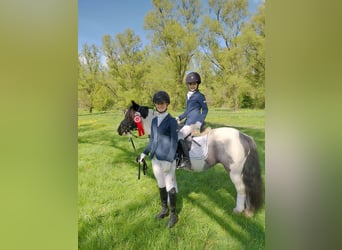 Tinker, Merrie, 12 Jaar, 125 cm, Gevlekt-paard