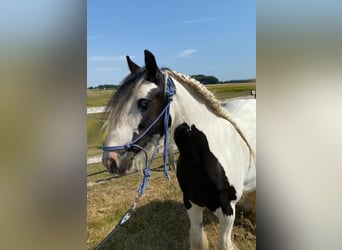 Tinker, Merrie, 12 Jaar, 132 cm, Gevlekt-paard