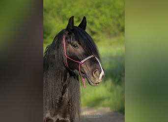 Tinker Mix, Merrie, 12 Jaar, 140 cm, Zwart