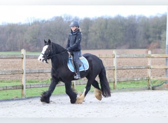 Tinker, Merrie, 12 Jaar, 140 cm, Zwart