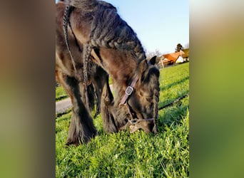 Tinker, Merrie, 12 Jaar, 141 cm, Zwartbruin