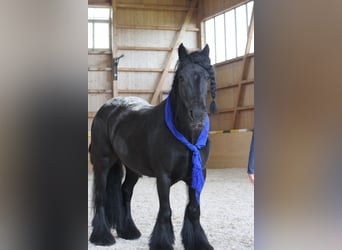 Tinker, Merrie, 12 Jaar, 141 cm, Zwartbruin