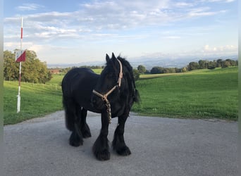 Tinker, Merrie, 12 Jaar, 141 cm, Zwartbruin