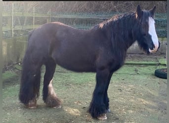 Tinker, Merrie, 12 Jaar, 145 cm